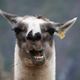 Illustration for article titled Why Don't You... Rent a Llama for Your Wedding?